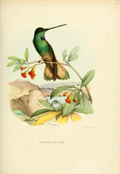 Calligenia osculans = Coeligena violifer osculans